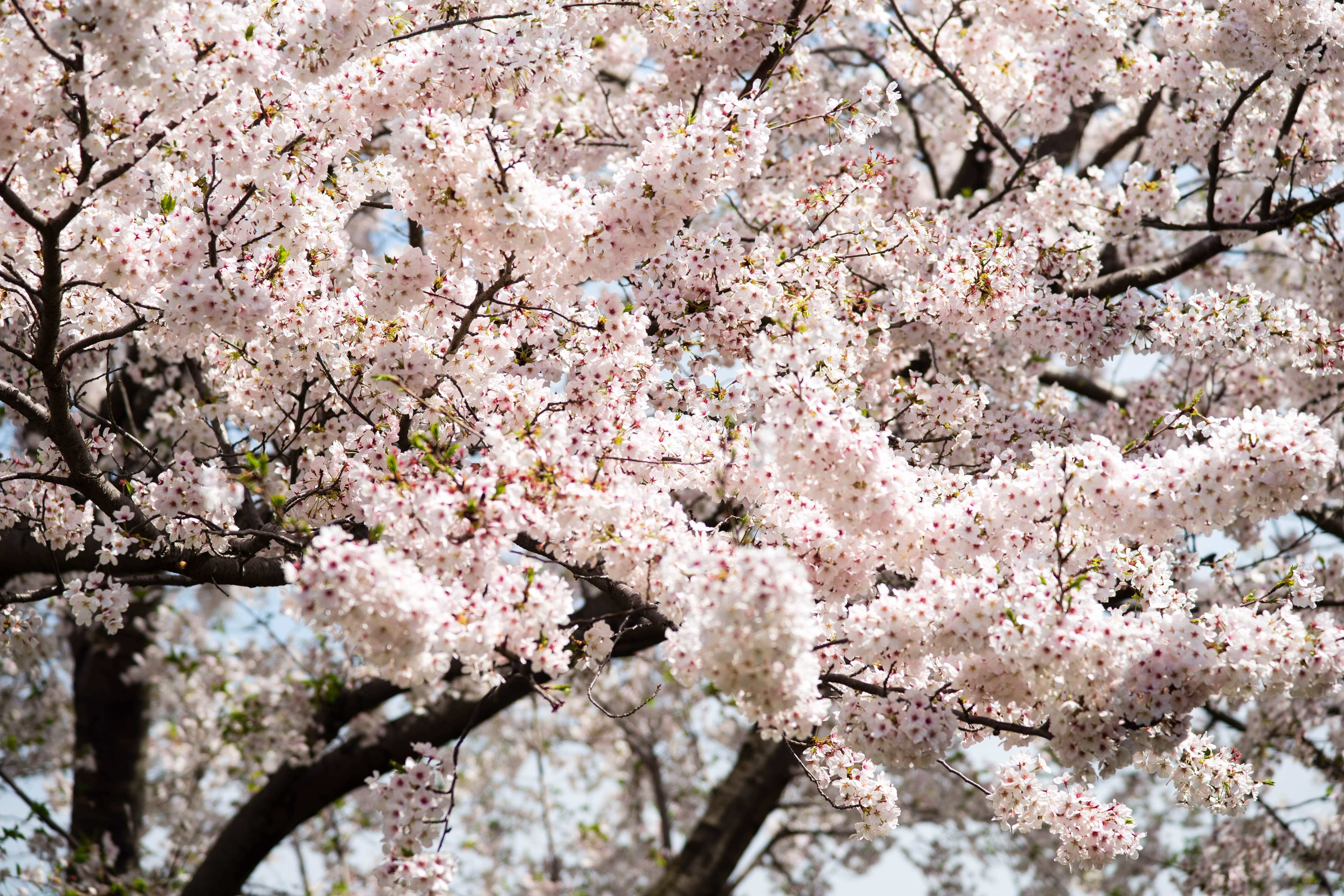 桜の写真、複製