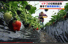 無検査のまま収穫される伊達市霊山町のイチゴ