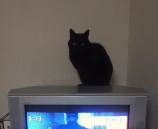 厚いテレビの上の黒猫